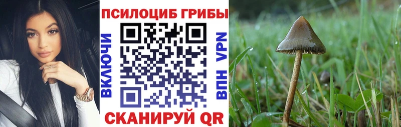 Купить закладки  Вяземский  Псилоцибиновые грибы Magic Shrooms 